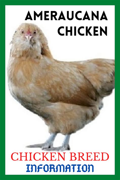Ameraucana Chicken: Breed Profile, Eggs, Height, Size And .